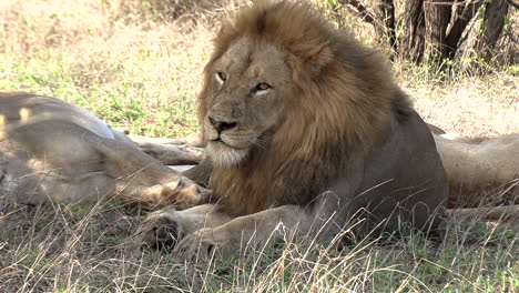 Close-view-of-adult-male-lion-and-lioness-resting-in-shade-on-grass