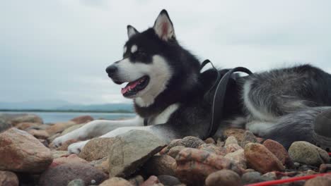 Sibirischer-Husky-hund,-Der-An-Einem-Felsigen-Strand-Am-Meer-Im-Anderdalen-nationalpark-In-Senja,-Norwegen-Liegt