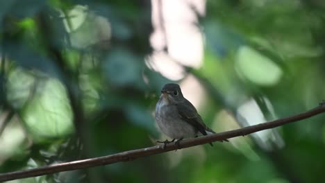 Dark-sided-Flycatcher,-Muscicapa-sibirica-windy-forest-as-this-bird-seen-perching-on-a-vine-then-it-looks-around-and-then-takes-off-in-Chonburi,-Thailand