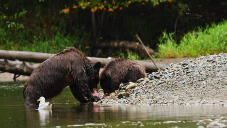 Mother-grizzly-bear-eating-fresh-salmon-with-two-cubs-on-pebble-beach-shore