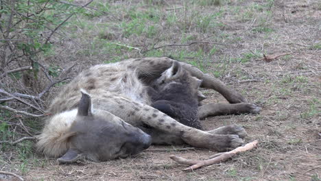 Close-view-of-female-hyena-lying-on-ground-and-suckling-her-cub