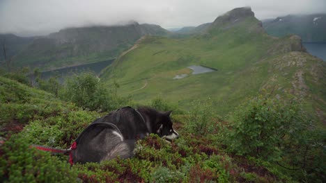 Relaxing-Alaskan-Malamute-On-Lush-Vegetation-Near-Segla-Mountains-In-Norway