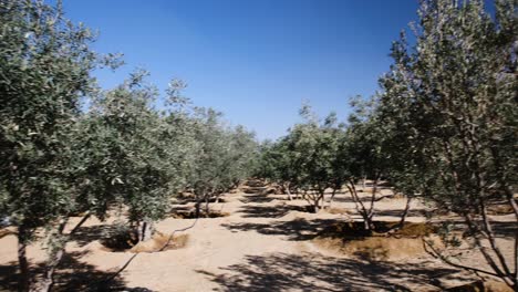 Scene-of-olive-groves-on-Al-Baha,-Saudi-Arabia