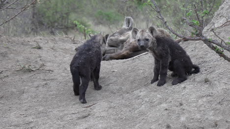 Close-view-of-cute-hyena-cubs-walking-on-dirt-ground-by-their-mother