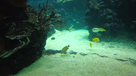 Fuchsgesicht-Kaninchenfische-Und-Bluespine-Einhornfische-Schwimmen-Im-Meerwasseraquarium-Von-Burgers-Ocean-Im-Royal-Burgers-Zoo-In-Den-Niederlanden