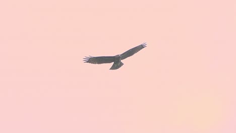 Scenic-view-of-big-size-dark-bird-of-prey-flying-and-gliding-at-altitude-in-orange-pink-sunset-sky
