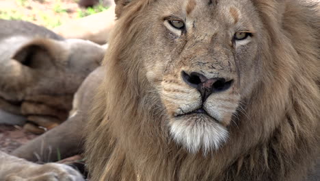 Close-up-of-a-sleepy-eyes-male-lion-keeping-watch-over-his-pride-with-copy-space