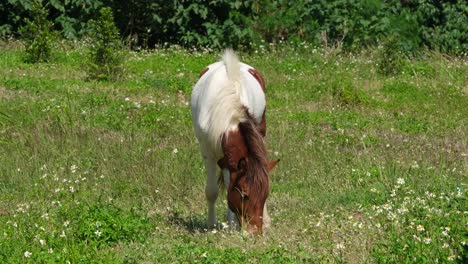 Ein-Weißes-Und-Braunes-Pferd,-Das-Einsam-Auf-Einem-Ackerland-In-Muak-Klek,-Thailand,-Weidet