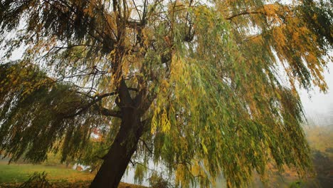 A-weeping-willow-on-the-bank-of-the-small-pond-in-the-city-park
