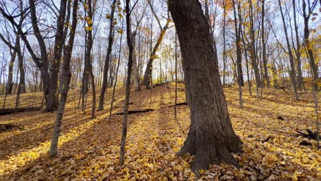 Schöner-Und-Friedlicher-Landschaftswald-Im-Herbst-Gelbe-Blätter-Von-Den-Bäumen