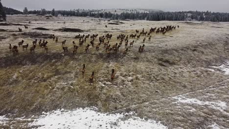 Following-a-herd-of-elks-from-high-on-a-cloudy-day-in-winter,-an-aerial-shot