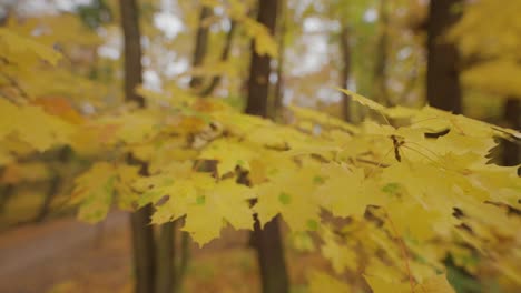 Close-up-shot-of-the-colorful-golden-yellow-maple-leaves-on-the-blurry-background