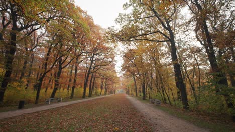 Ein-Einsamer-Spaziergang-Entlang-Der-Gasse-Im-Herbstpark
