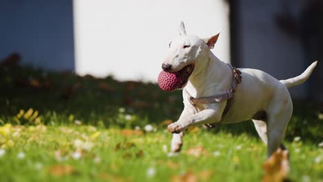 A-white-miniature-bull-terrier-running-on-the-green-lawn,-holding-a-pink-rubber-ball-in-her-teeth