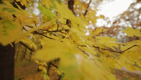 Close-up-view-of-the-golden-yellow-maple-leaves-on-the-out-of-focus-background