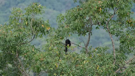 Ardilla-Gigante-Negra,-Ratufa-Bicolor-Vista-En-Una-Rama-Alcanzando-Algunas-Frutas-Mientras-El-Viento-Sopla-Moviendo-El-árbol-Al-Lado-De-Una-Ladera-De-Montaña,-Parque-Nacional-Kaeng-Krachan,-Tailandia
