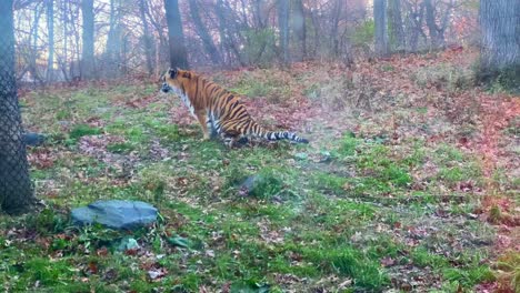 Increíble-Tigre-En-El-Zoológico-De-Minnesota