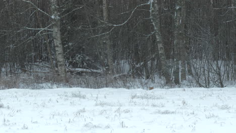 Wide-view-of-fox-walking-in-white-snowy-landscape-by-forest,-slow-pan