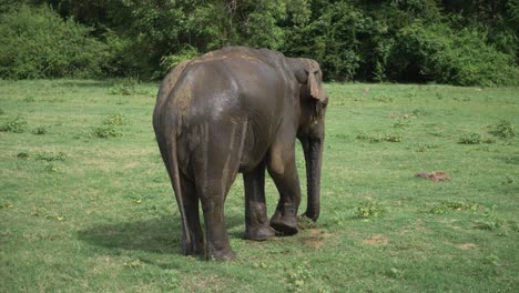 Huge-elephant-kicking-dirt-and-eating-grass-in-the-wild-in-Sri-Lanka