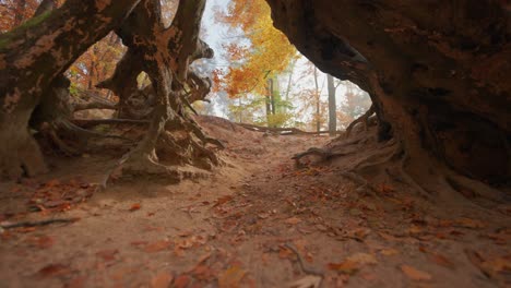 Flying-under-the-exposed-roots-of-an-old-dead-tree