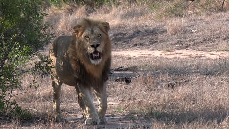 Close-view-of-male-lion-walking-on-dry-ground-in-bushland-in-sunlight