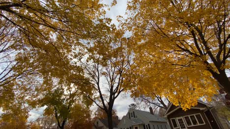 Suburbs-street-with-yellow-trees-leaves-during-autumn