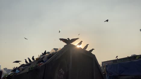 Ravens-gathered-on-garbage-container-during-sunset