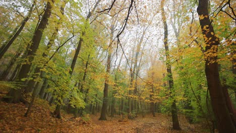 Ein-Spaziergang-In-Einem-Verträumten-Herbstwald