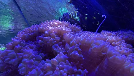 Anemone-on-a-water-tank-clown-fish
