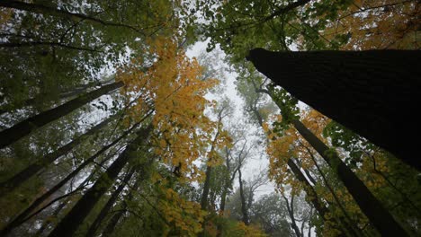 Looking-up-the-treetops-in-the-enchanted-autumn-forest