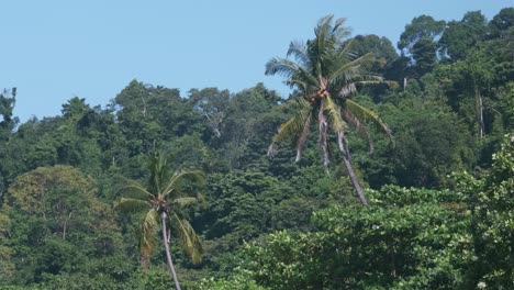 4K-Mittelaufnahmen-Von-Palmen,-Die-Sich-Mit-Dem-Wind-Bewegen,-Mit-Tropischem-Wald-Im-Hintergrund