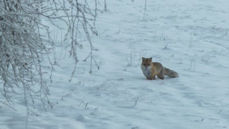 Orange-fox-in-snowy-white-winter-landscape