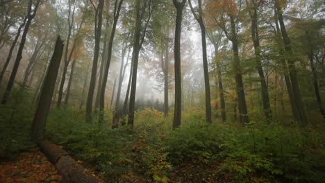 Ein-Verträumter-Herbstwald