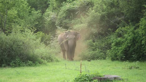 Riesiger-Elefant,-Der-Sich-Selbst-Reinigt,-Indem-Er-Schmutz-Und-Staub-In-Die-Luft-In-Den-Wiesen-Von-Sri-Lanka-Wirft