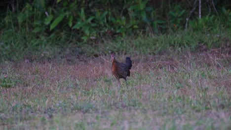 Junglefowl,-Gallus-seen-facing-towards-the-left-moving-as-it-forages-for-some-seeds-from-the-tips-of-the-grass-just-before-dark-in-Khao-Yai-National-Park,-Thailand