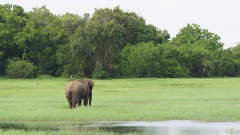 Weite-Sicht-Auf-Riesige-Elefanten,-Die-Einen-Seichten-Fluss-überqueren-Und-Wasser-Spritzen,-Während-Sie-Sich-In-Der-Wildnis-In-Sri-Lanka-Abkühlen
