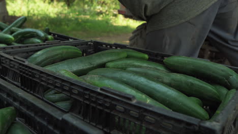Close-up-of-hands-repositioning-freshly-harvested-cucumbers-in-plastic-crates