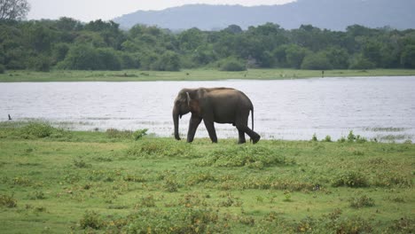 Stunning-view-of-huge-asian-elephant-crossing-shallow-river-and-splashing-water-while-cooling-down-in-the-wild-in-Sri-Lanka