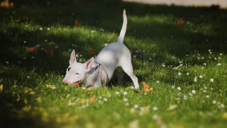White-miniature-bull-terrier-playing-joyfully-with-a-pink-rubber-ball-on-the-green-lawn