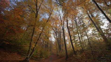 Ein-Spaziergang-Im-Herbstwald-Mit-Blick-Durch-Die-Baumwipfel