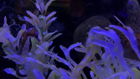 Sea-horse-on-a-water-tank