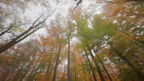 Looking-up-the-treetops-in-the-misty,-dreamy,-autumn-forest