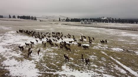 Orbiting-a-herd-of-elks-on-a-cloudy-day-in-winter,-aerial-shot-002