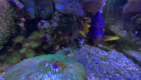 blue-tang-dory-fish-marine-life