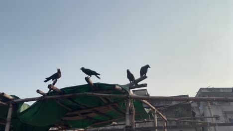 Flock-of-ravens-perched-on-wooden-scaffolding