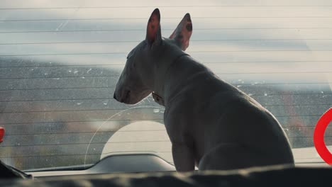 A-small-white-bull-terrier-looking-anxiously-through-the-dirty-car-window-waiting-for-her-human-to-return