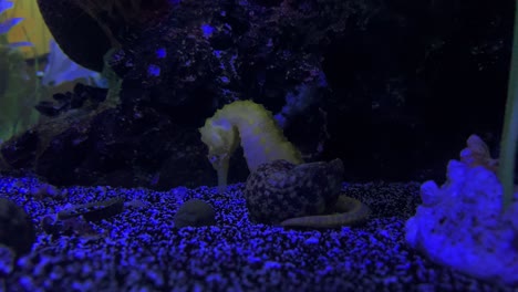 yellow-sea-horse-on-a-water-tank
