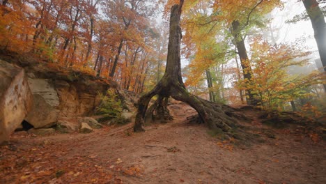 Walking-forward-to-the-trunk-of-the-old-dead-tree-with-exposed-roots