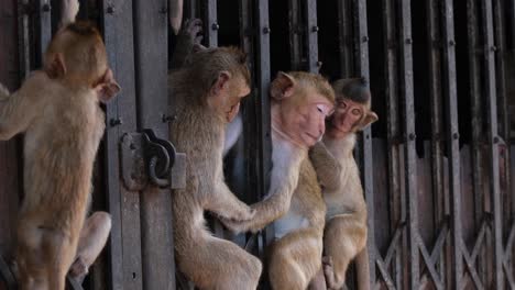 These-city-dwellers-enjoy-sitting-in-between-the-gate-during-the-hot-afternoon-as-they-move-from-one-spot-to-another,-Long-tailed-Macaque,-Macaca-fascicularis-in-Lop-Buri,-Thailand