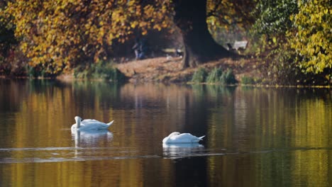 A-couple-of-white-swans-in-the-small-pond